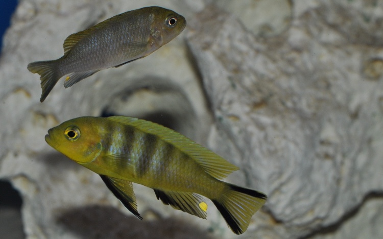 Cynotilapia sp. 'lion' Mara Rocks